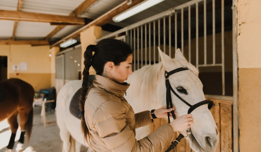 young female and putting bridle on white horse while standing near stalls in stable
