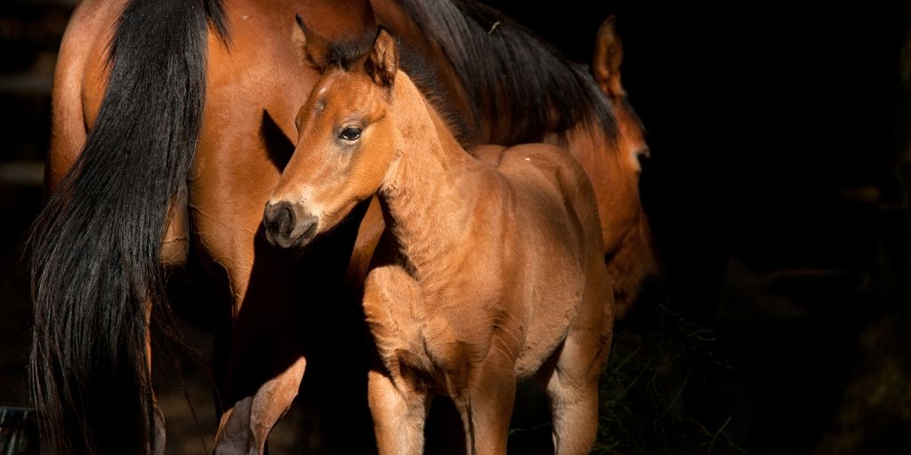 young foal with its dam