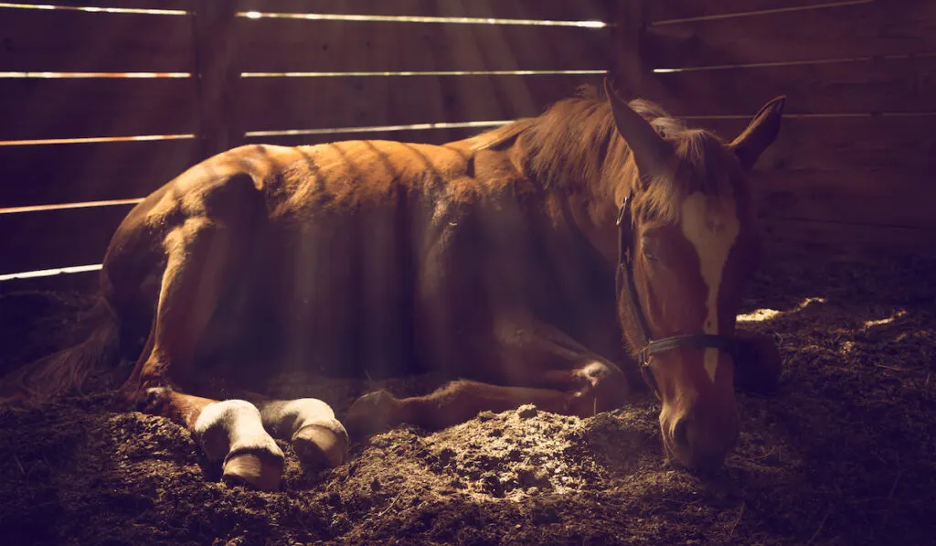 young wealing horse in barn