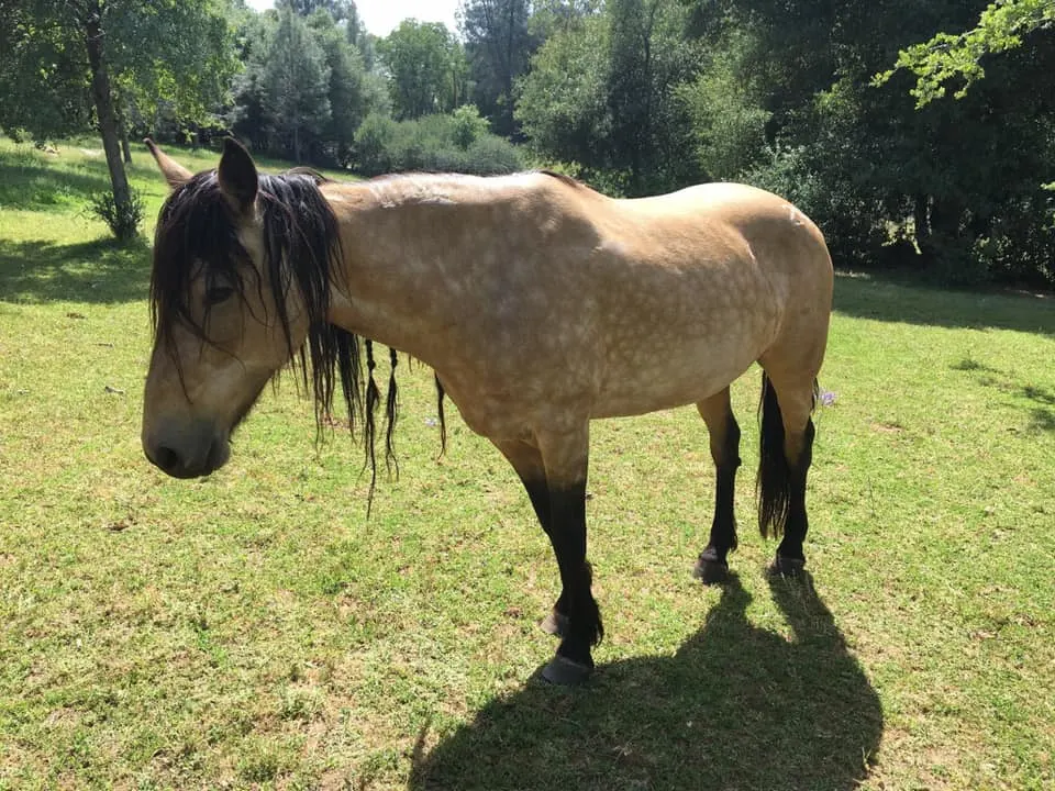 BLM Mustang Mare resting 