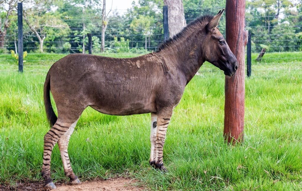 Zebra / Donkey Hybrid
