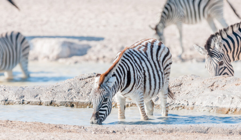 zebra foal in africa