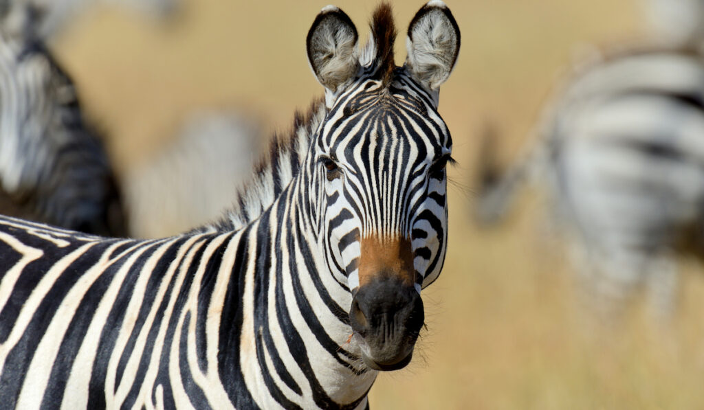 zebra on grasslands