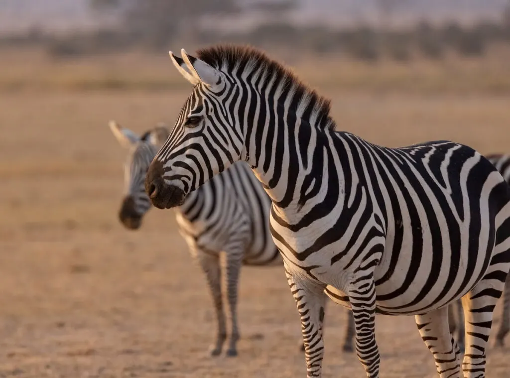 zebras on the grassland 