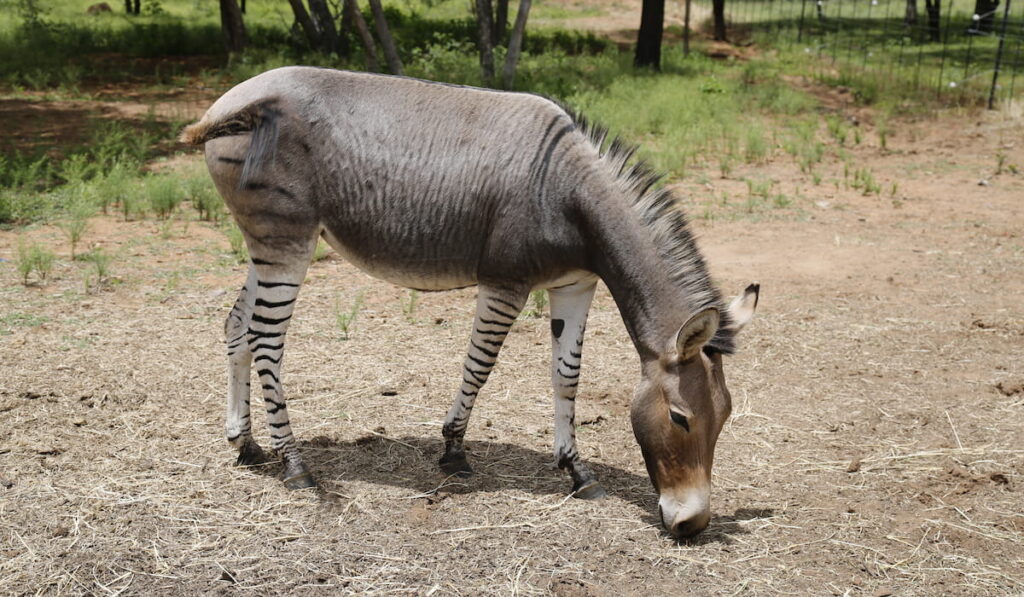 zonkey eating hay